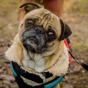 _Family & Pet Photography